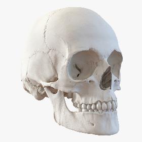 Female Human Skull